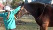 Trixy, Shire horse, Karen bridles her