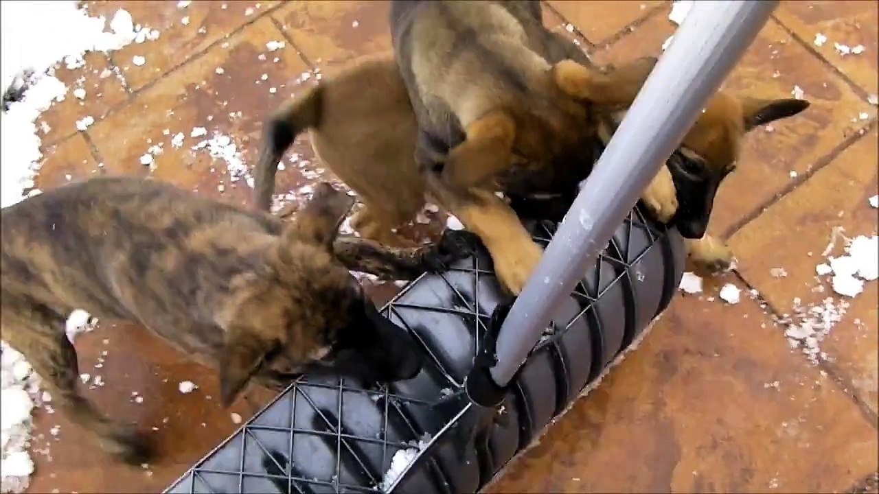 Dutch Shepherd Puppies helping shovel snow