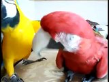 Два красивые попугаи, Прикольные попугаи.