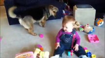 Babies Laughing At Dogs - Funny Videos