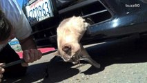 Cat survives being trapped in car bumper for 8 miles