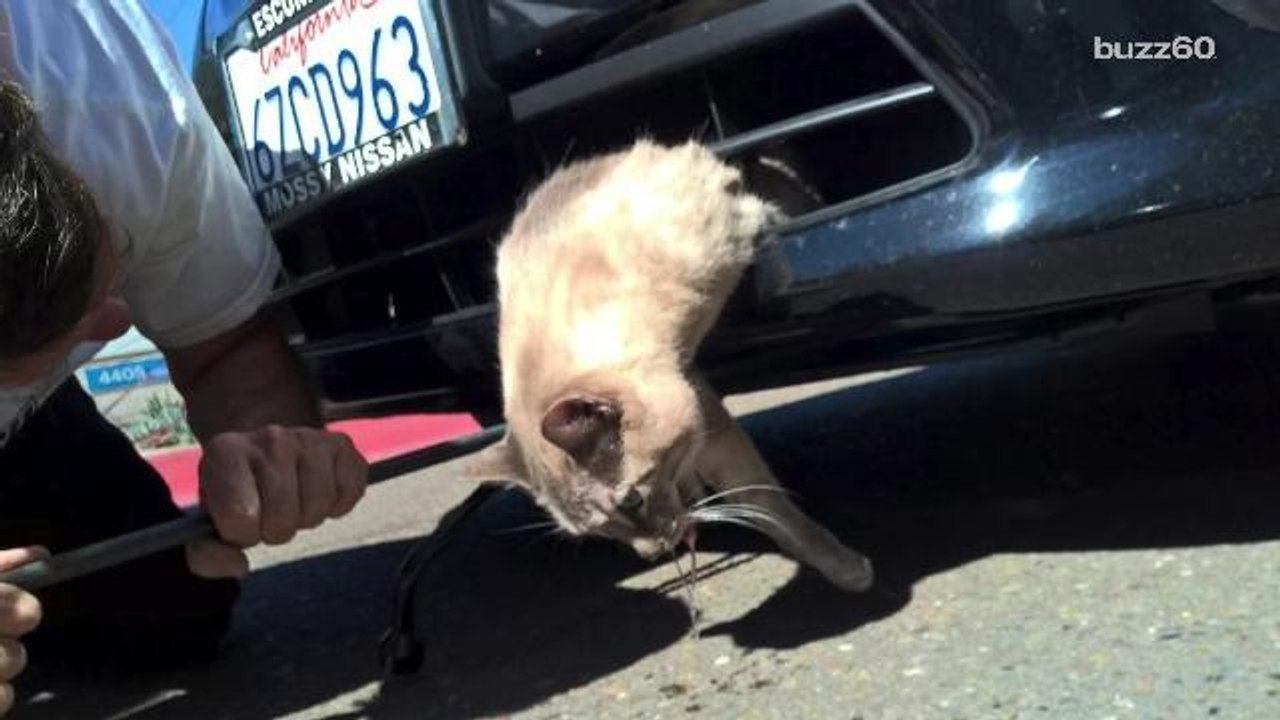 Cat survives being trapped in car bumper for 8 miles