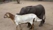 Lamb adopts orphaned rhino and baby elephant