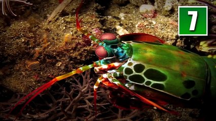 10 Animals You Didn't Know Existed