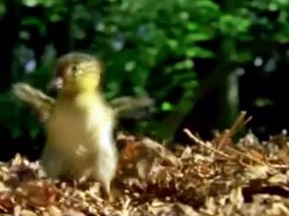 Un mondo verde verde