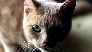 13 min kitty hypnotize ~_~ (part 1233)