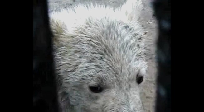 クラスノヤルスク動物園でのオーロラとヴィクトリアの野生孤児双子姉妹(1) (May.17 2010)