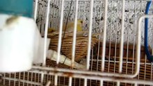 i miei canarini che sbadigliano, commentatelo