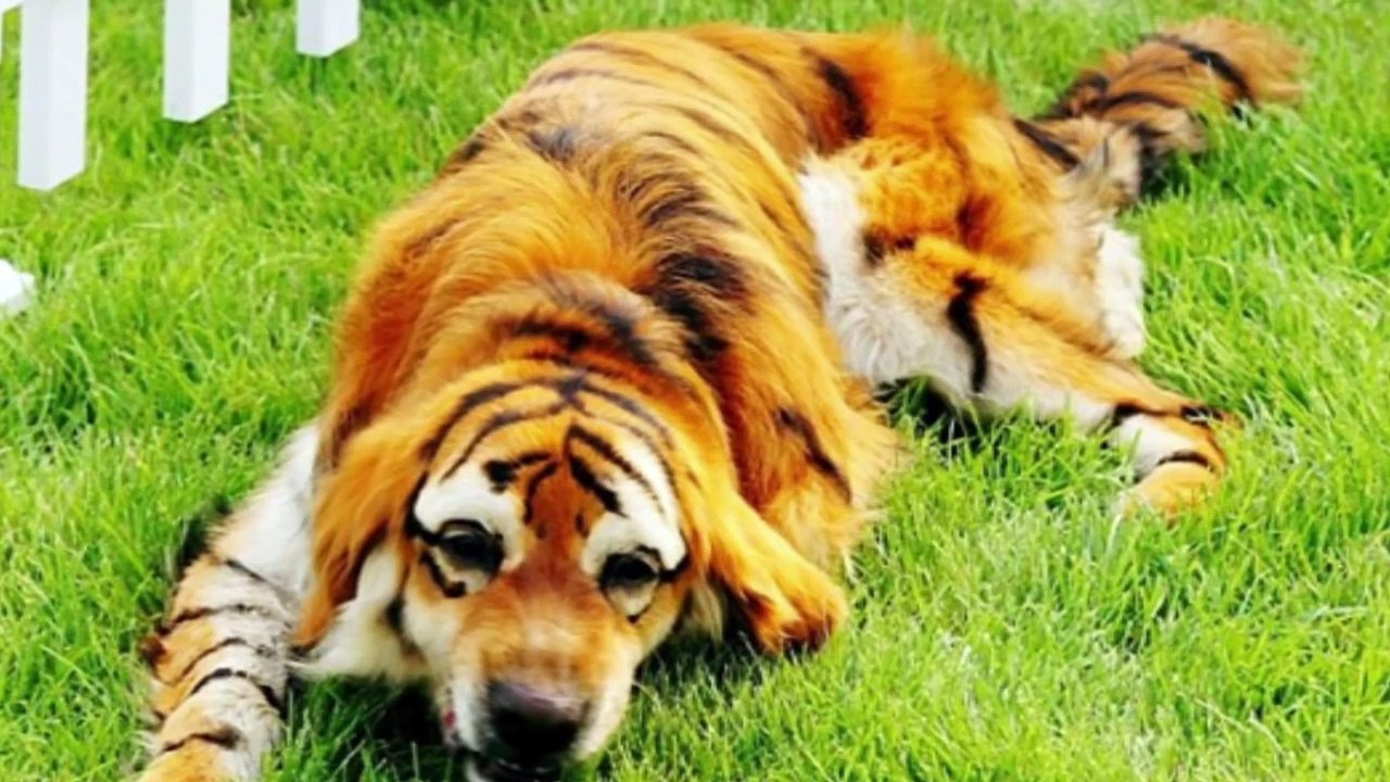 20 Shocking China Facts You Didn’t Know About - Fact Verse Official