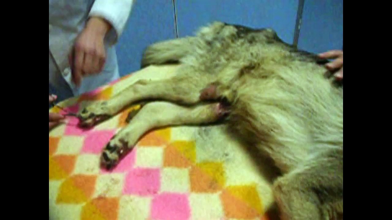 APA SOS VITORIA-BOBY (REF 550) URGENTISIMO!!!!!