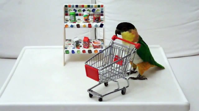 Попугай делает покупки. Дрессированный попугай.