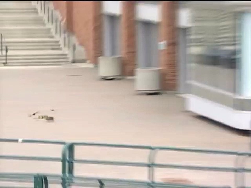 Ducks blown off their feet by the wind