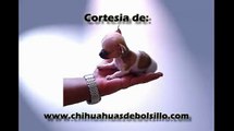 Precious Micro Pocket Teacup Chihuahua Male Puppy Venta de Chihuahua de Bolsillo