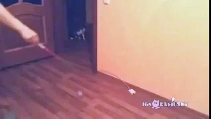 Кот И Лазерная Указка - Cat And Laser Pointer - Лучший Прикол 2015 - The Best Joke 2015