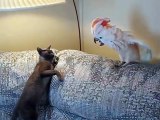 Кот против попугая!