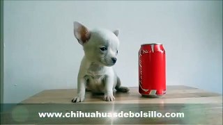 Chihuahua Blanco Mini Toy Bolsillo Tacita