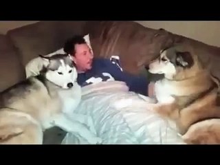 Вторая собака ревнует и требует свою порцию любви и ласки