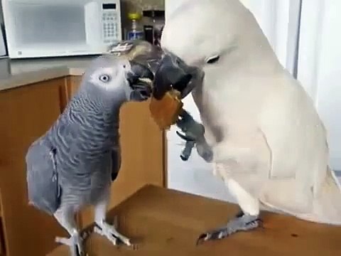 Попугаи Кокаду и Жако. Кокаду делится едой.