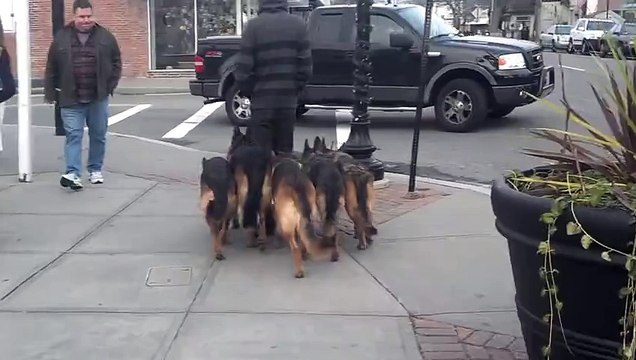 Il se fait suivre par 5 chiens mais ce n'est pas ce que vous croyez !