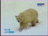 クラスノヤルスク動物園のオーロラがイジェフスク動物園到着 (Dec.28 2011)