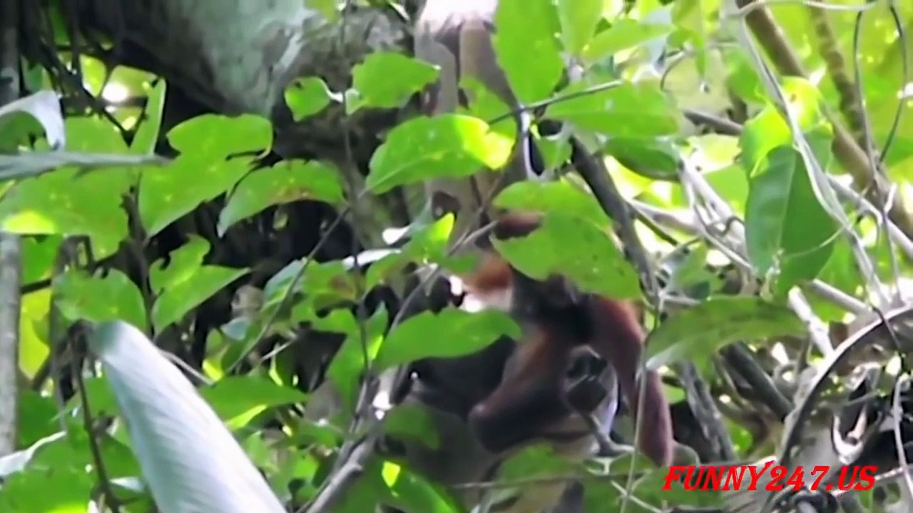 macaco vs cobra piton