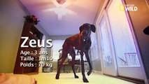 Le plus grand chien du monde : Zeus, 3 ans et plus de 2 mètres