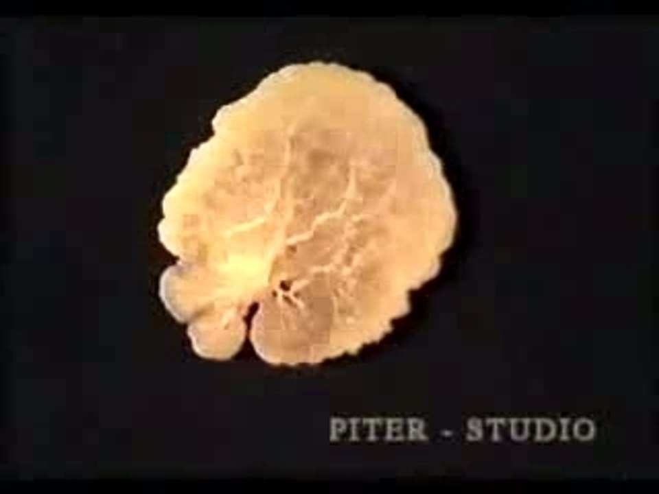 Fragment