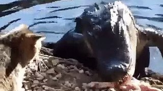 A cat attacks an alligator... And wins!