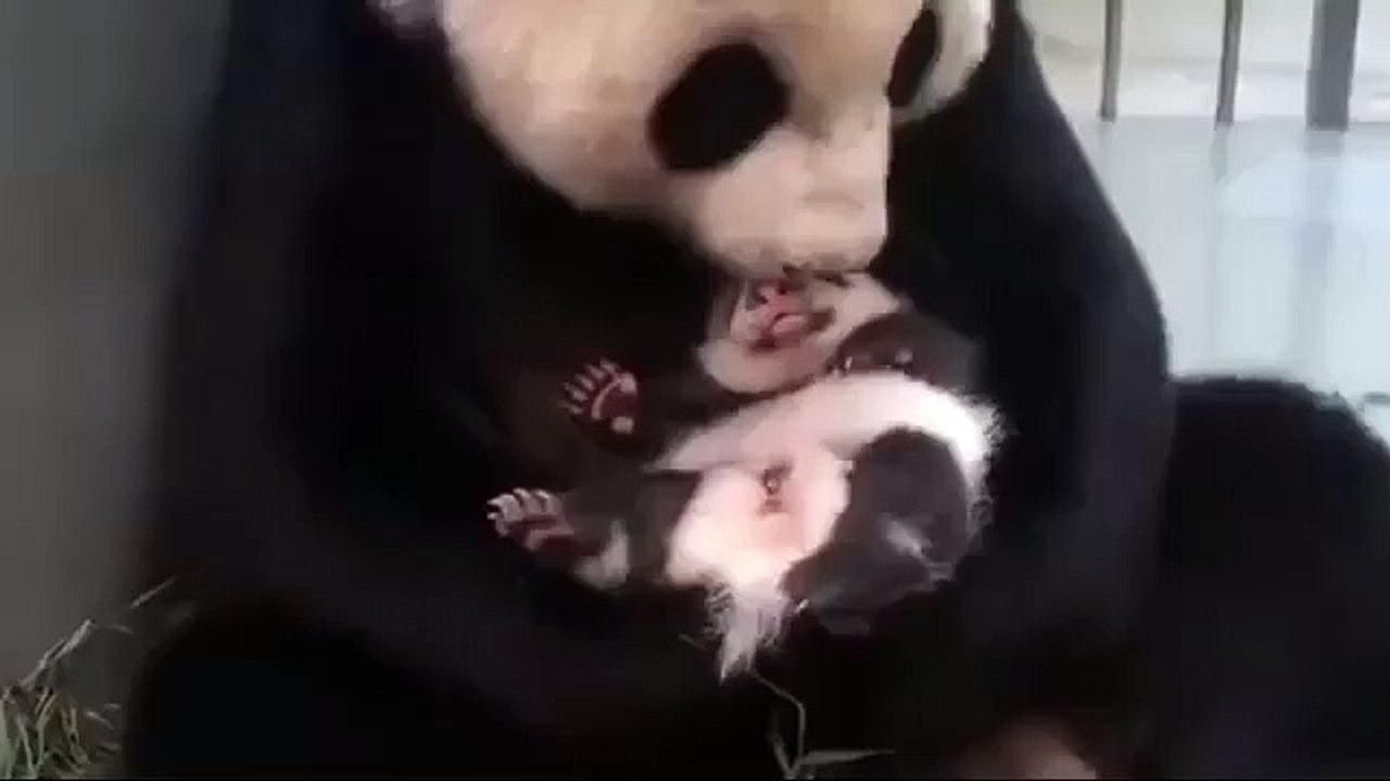 A happy mama panda and her baby...