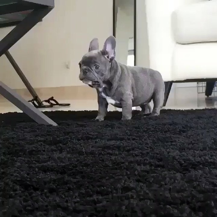 The cutest French Bulldog has been found!