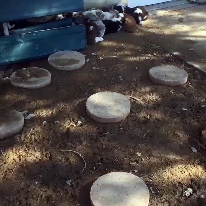 The cutest puppy pile!