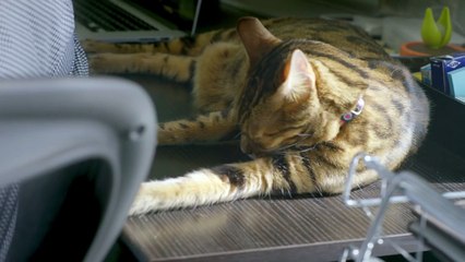 Intuit QuickBooks Features: Sleepypod Rawl Rawl :30