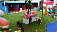 ARRAIAL CANINO DO CABRÁLIA - FAÇA A RESERVA DO SEU CÃO