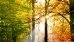 Background Music Nature Videos - video Dailymotion