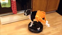 Boston Terrier rides Roomba in a turkey costume