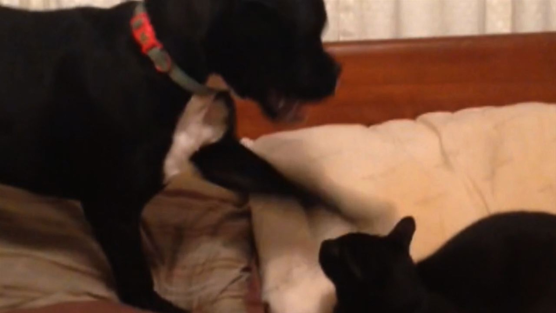 ⁣13 Animals Having Too Much Fun On St. Patrick's Day