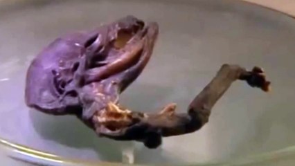 Strange creature found in Russia