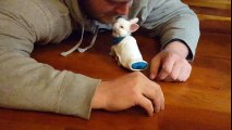 Este Conejo Bebé En Silla De Ruedas Conmueve A Miles