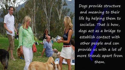 10 Reasons to Get a Dog as a Pet