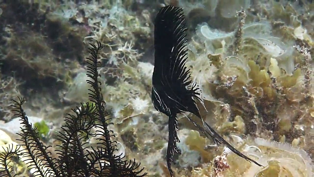 Zebra Batfish