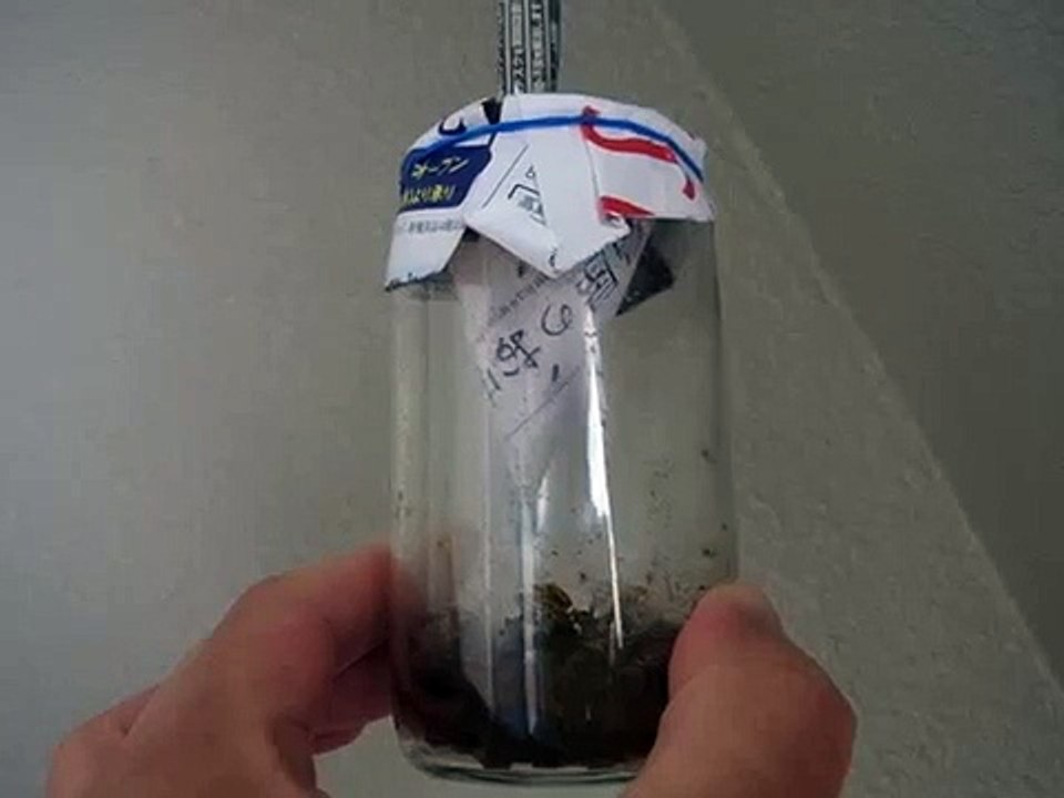 捕獲瓶の中で二世代目が発生したショウジョウバエ