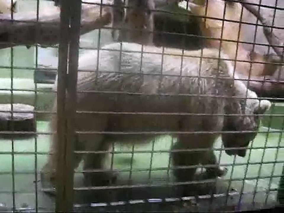 Nasenbären im Allwetterzoo in Münster