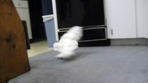 Dancing Cockatoo