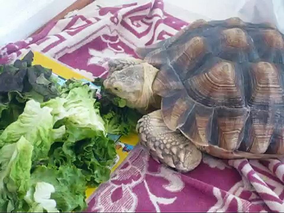 Greetings from Patrick