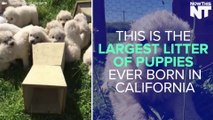 Largest Litter Of Puppies Born In California