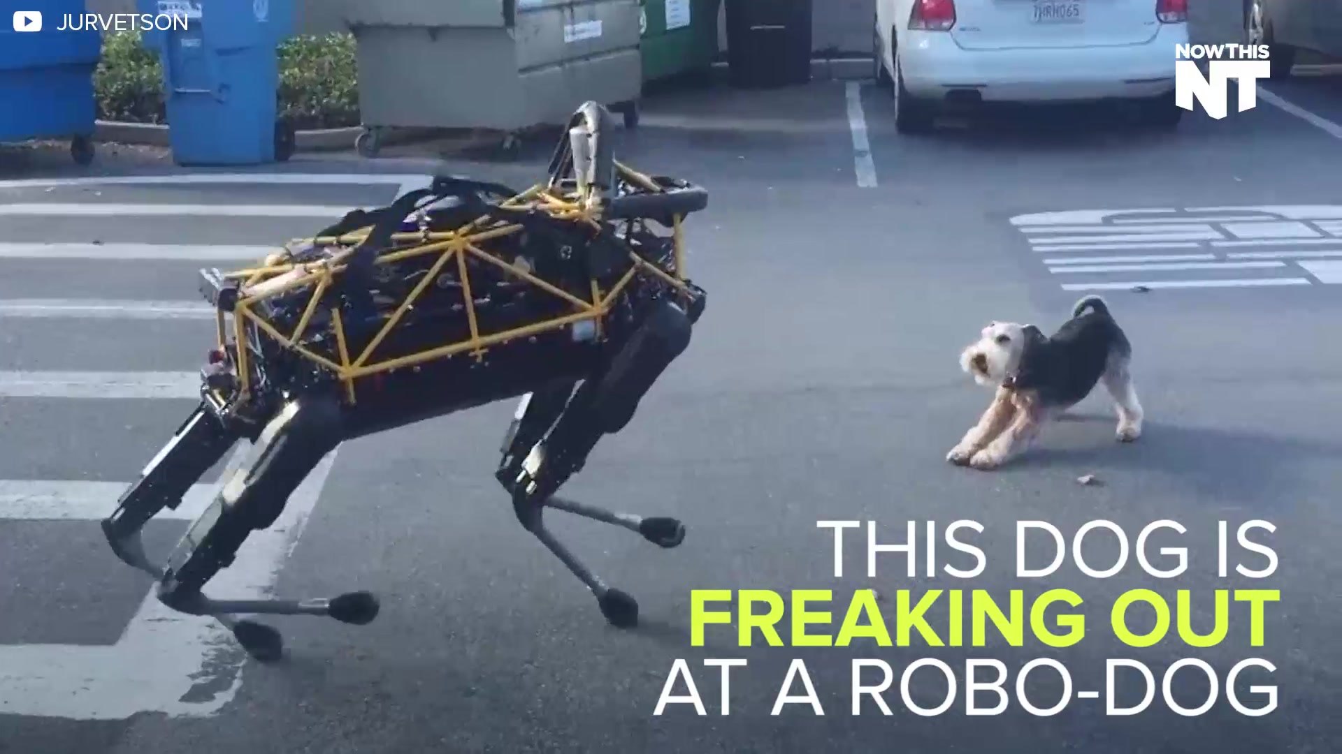 ⁣Robo-Dog Meets Real Dog