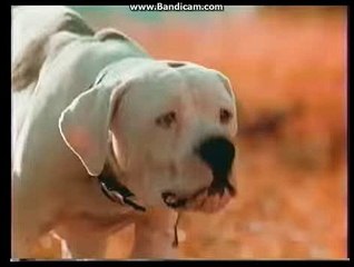 Opening To The Mighty Ducks 1993 VHS