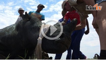 Potong tanduk untuk selamatkan badak
