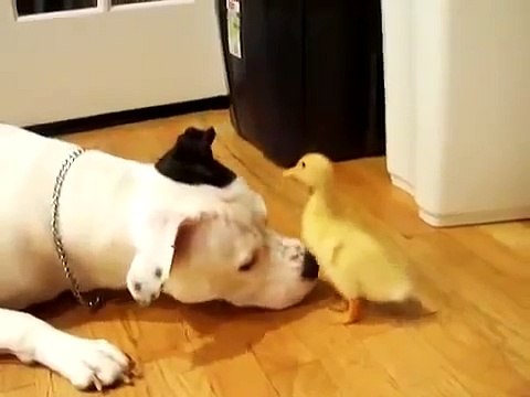 Funny Video 2014 - Cute dog licks a cute duckling as he nibbles at dogs nose