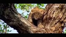 Lion vs Leopard vs Crocodile / National Geographic Documentary / BBC Documentary / Animal Attack